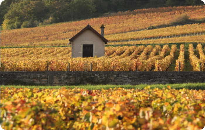BAC PRO, Conduite et Gestion de l'Entreprise Vitivinicole