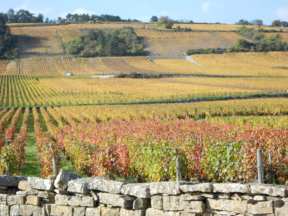Formations en alternance, en continue et à Distance : CAPa, BAC PRO CGEV, BTSA VO, BP REA, Agent viticole, Ouvrier agricole/vticole, Taille de la vigne, BP Conduite de machines agricoles/viticoles, Certiphyto...