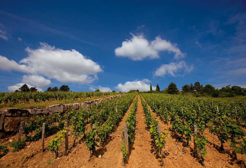 La renommée de son vignoble