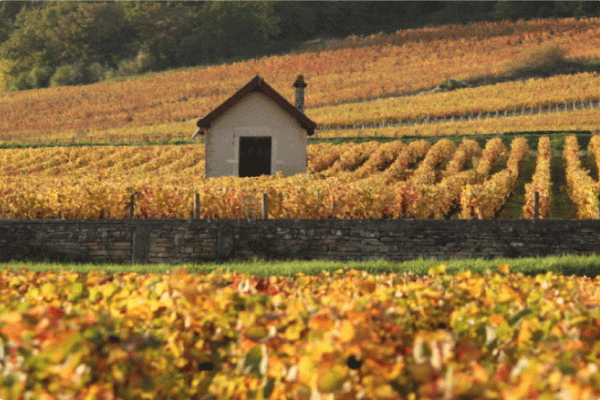 BAC PRO, Conduite et Gestion de l'Entreprise Vitivinicole