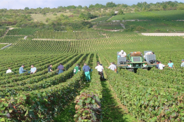 CAPa, Métiers de l'Agriculture, Viticulture et Travaux de la Cave