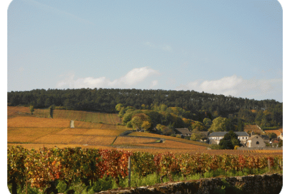 Ouvrier Agricole/Viticole - DIJON - OCTOBRE 2024