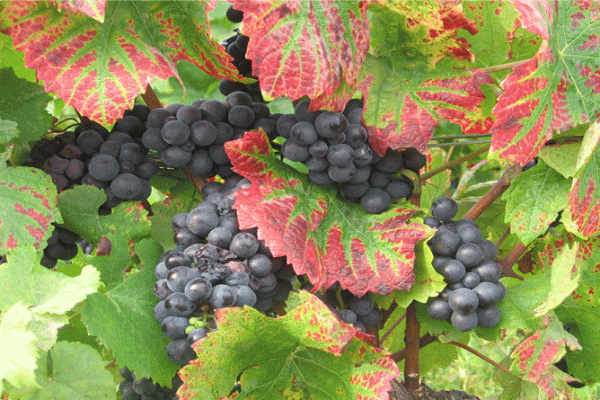 Reconnaissance des maladies, parasites et carences de la vigne