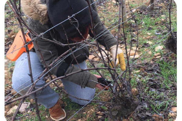 Taille de la Vigne - BEAUNE - NOVEMBRE 2024