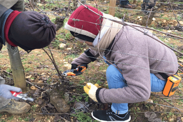 Taille de la vigne - 3 formations au choix