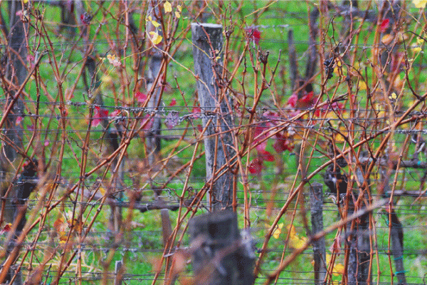 Taille de la vigne  - DIJON SUD - NOVEMBRE 2024