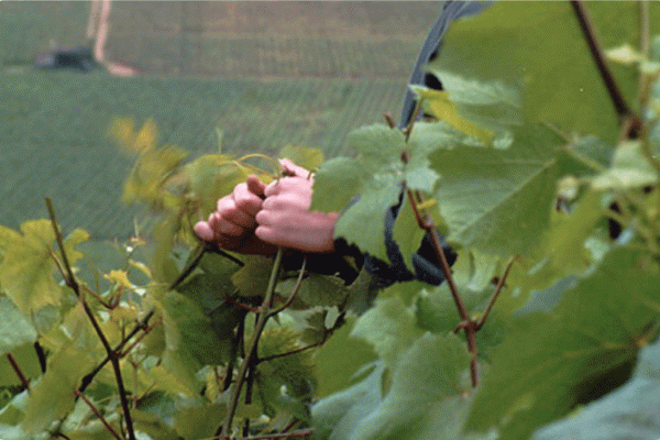 Favoriser l'équilibre du cep en raisonnant l'ébourgeonnage et l'épamprage